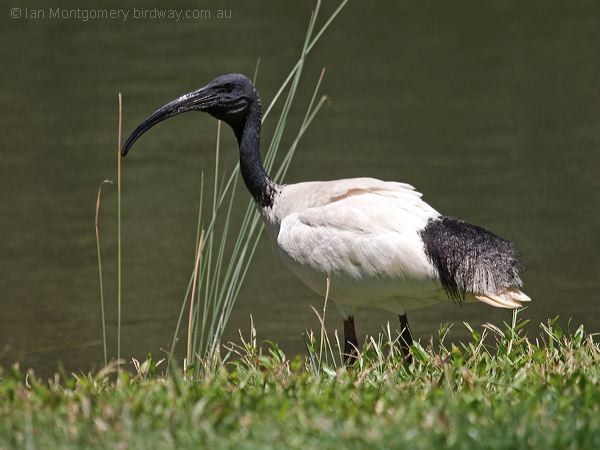 Australian Ibis australian_ibis_94428.psd