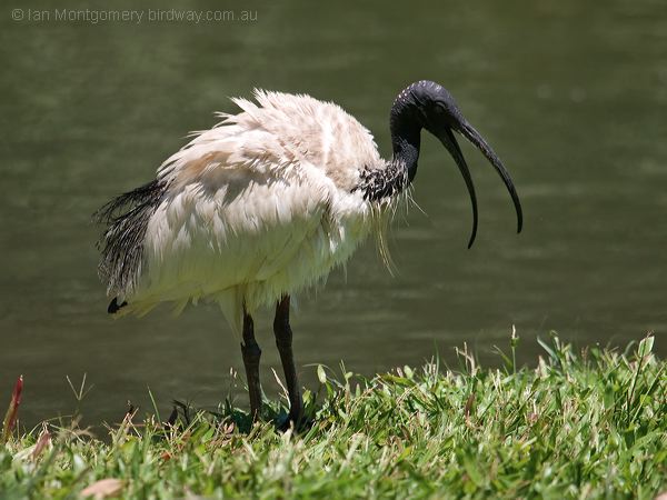 Australian Ibis australian_ibis_94437.psd