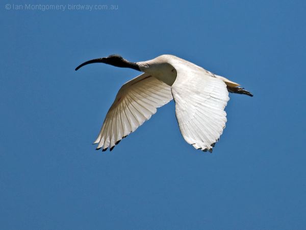 Australian Ibis australian_ibis_94446.psd