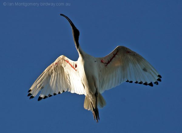 Australian Ibis Australian_Ibis_C09834F.psd