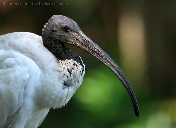 Australian Ibis Australian_Ibis_C10534F.psd