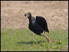 bare_faced_ibis_202370
