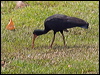 bare_faced_ibis_202489