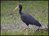 Click here to enter gallery and see photos of Bare-faced Ibis