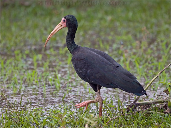 Bare-faced Ibis bare_faced_ibis_203251.psd
