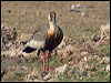 buff_necked_ibis_202529