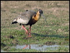 buff_necked_ibis_202535