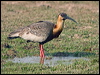 Click here to enter gallery and see photos of Buff-necked Ibis
