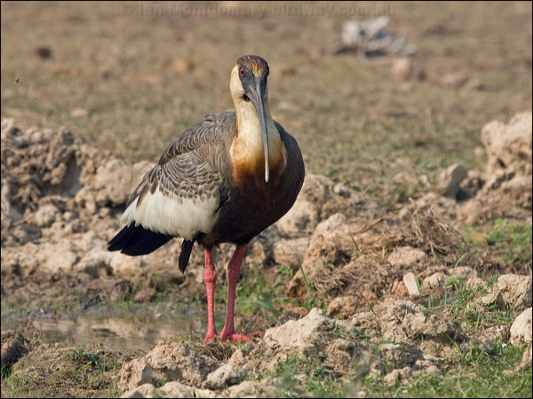 Buff-necked Ibis buff_necked_ibis_202529.psd