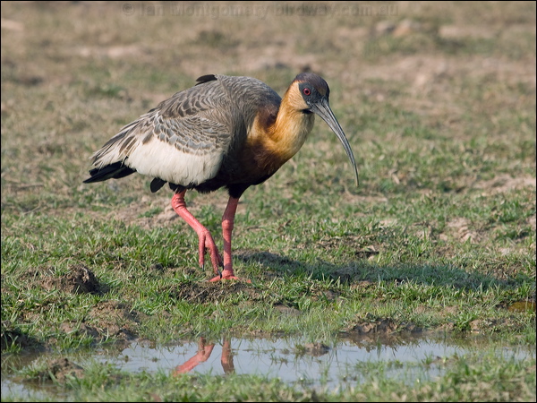 Buff-necked Ibis buff_necked_ibis_202535.psd