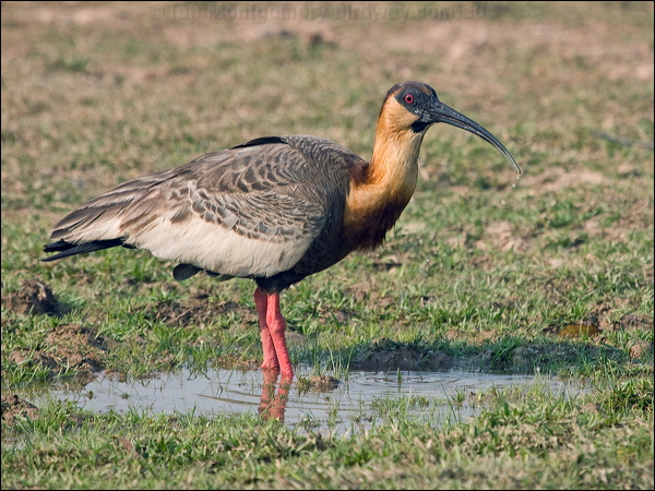 Buff-necked Ibis buff_necked_ibis_202536.psd