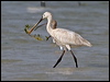 eurasian_spoonbill_160339