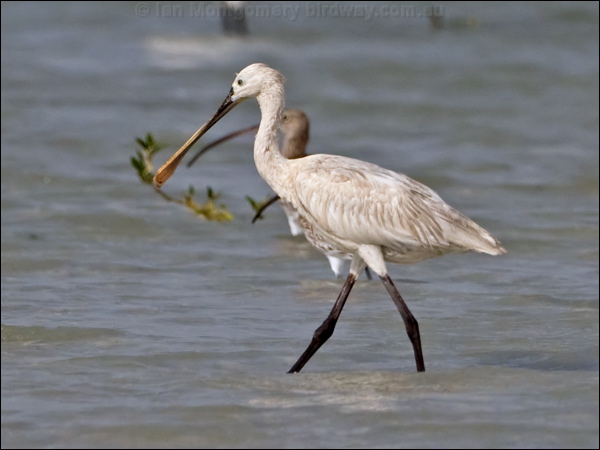Eurasian Spoonbill eurasian_spoonbill_160339.psd