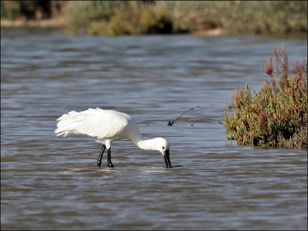 Eurasian Spoonbill eurasian_spoonbill_53956.tif