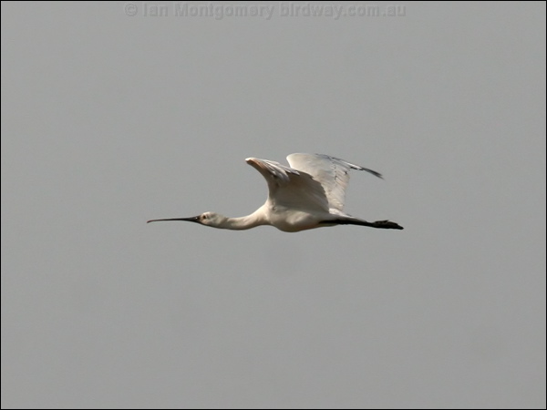 Eurasian Spoonbill eurasian_spoonbill_53958.tif