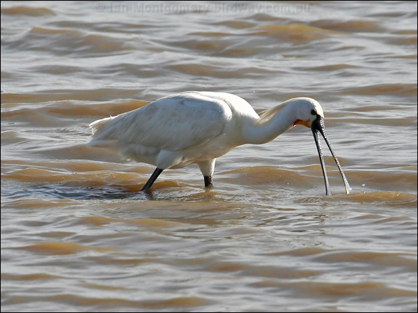 Eurasian Spoonbill eurasian_spoonbill_54180.tif