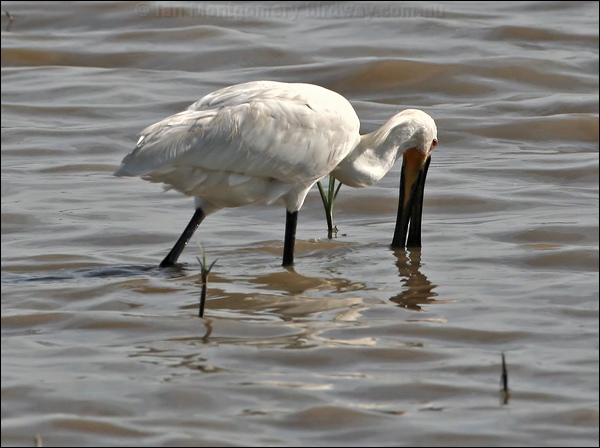 Eurasian Spoonbill eurasian_spoonbill_54184.tif