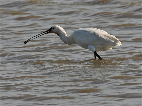 Eurasian Spoonbill eurasian_spoonbill_54211.tif