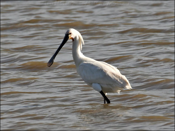 Eurasian Spoonbill eurasian_spoonbill_54213.tif