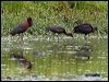 glossy_ibis_151590