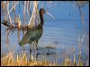 glossy_ibis_90215