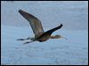 glossy_ibis_90232