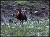 glossy_ibis_91739