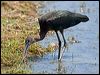 glossy_ibis_92929