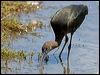 Click here to enter gallery and see photos of Glossy Ibis