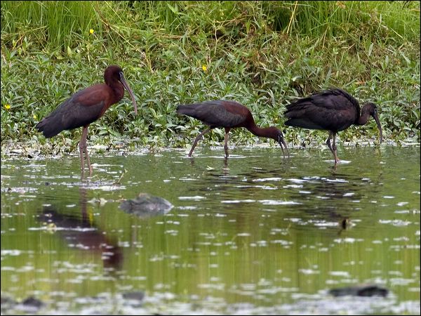 Glossy Ibis glossy_ibis_151590.psd