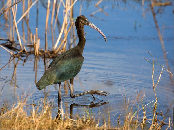 Glossy Ibis glossy_ibis_90215.psd