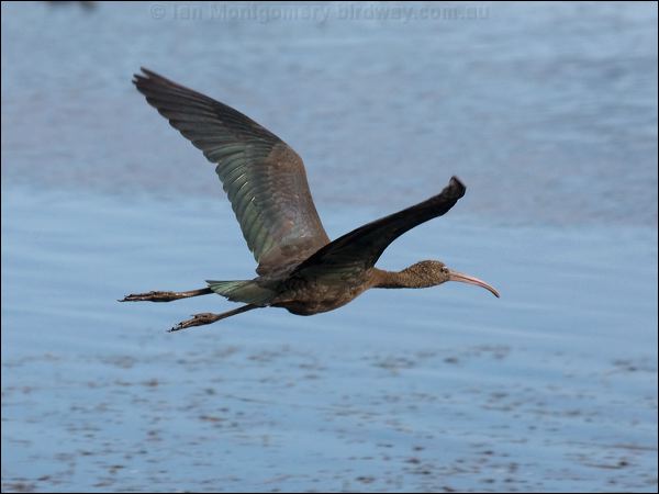 Glossy Ibis glossy_ibis_90232.psd
