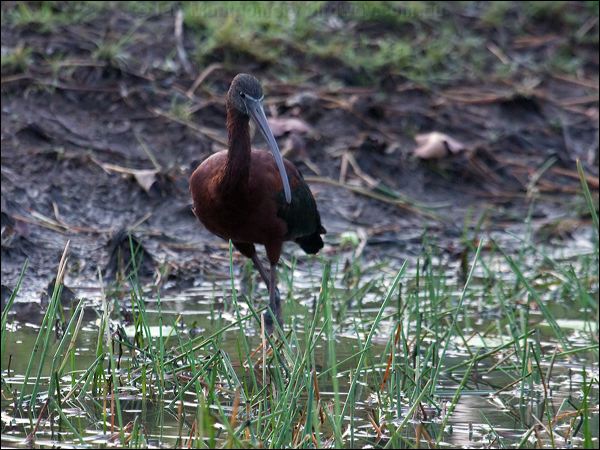 Glossy Ibis glossy_ibis_91739.psd