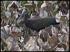Click here to enter gallery and see photos of Green Ibis