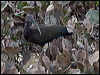 green_ibis_203414