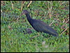 green_ibis_204492