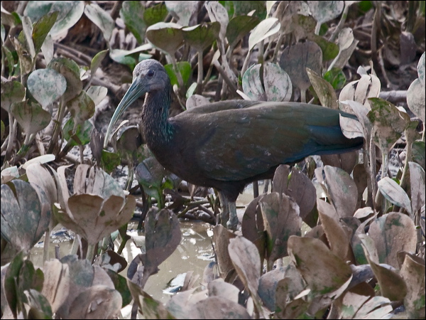 Green Ibis green_ibis_203413.psd