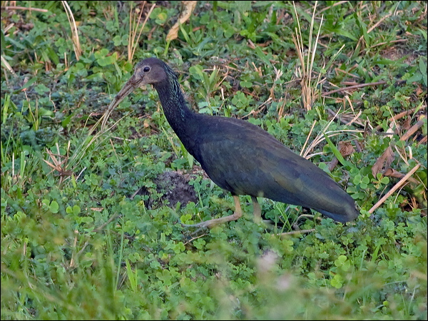 Green Ibis green_ibis_204492.psd