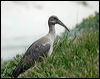 Click here to enter gallery and see photos of Hadada Ibis
