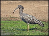 plumbeous_ibis_202960
