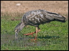 plumbeous_ibis_202967