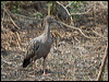 plumbeous_ibis_203577