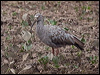 Click here to enter gallery and see photos of Plumbeous Ibis