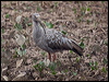plumbeous_ibis_206385