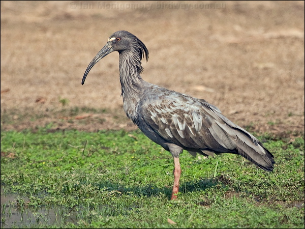 Plumbeous Ibis plumbeous_ibis_202960.psd