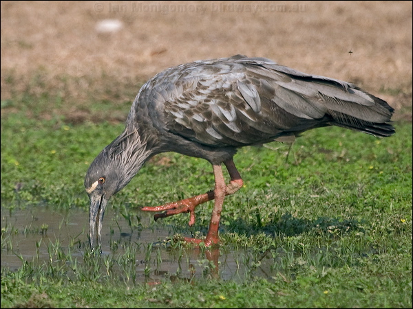Plumbeous Ibis plumbeous_ibis_202967.psd