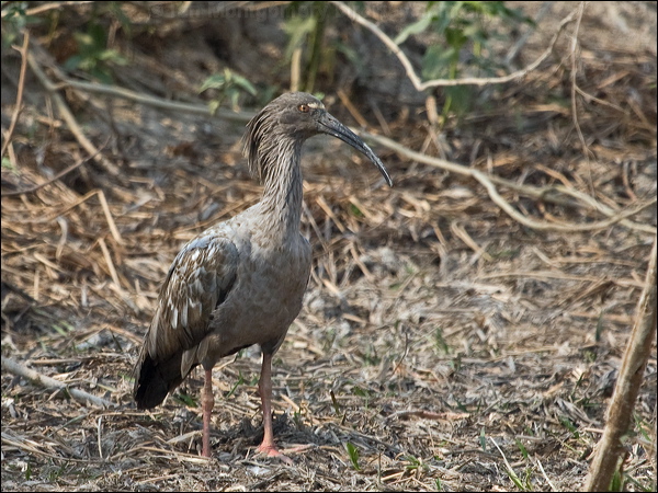 Plumbeous Ibis plumbeous_ibis_203577.psd
