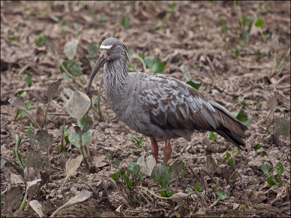 Plumbeous Ibis plumbeous_ibis_206383.psd