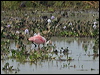 roseate_spoonbill_204941