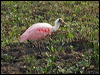 roseate_spoonbill_205125